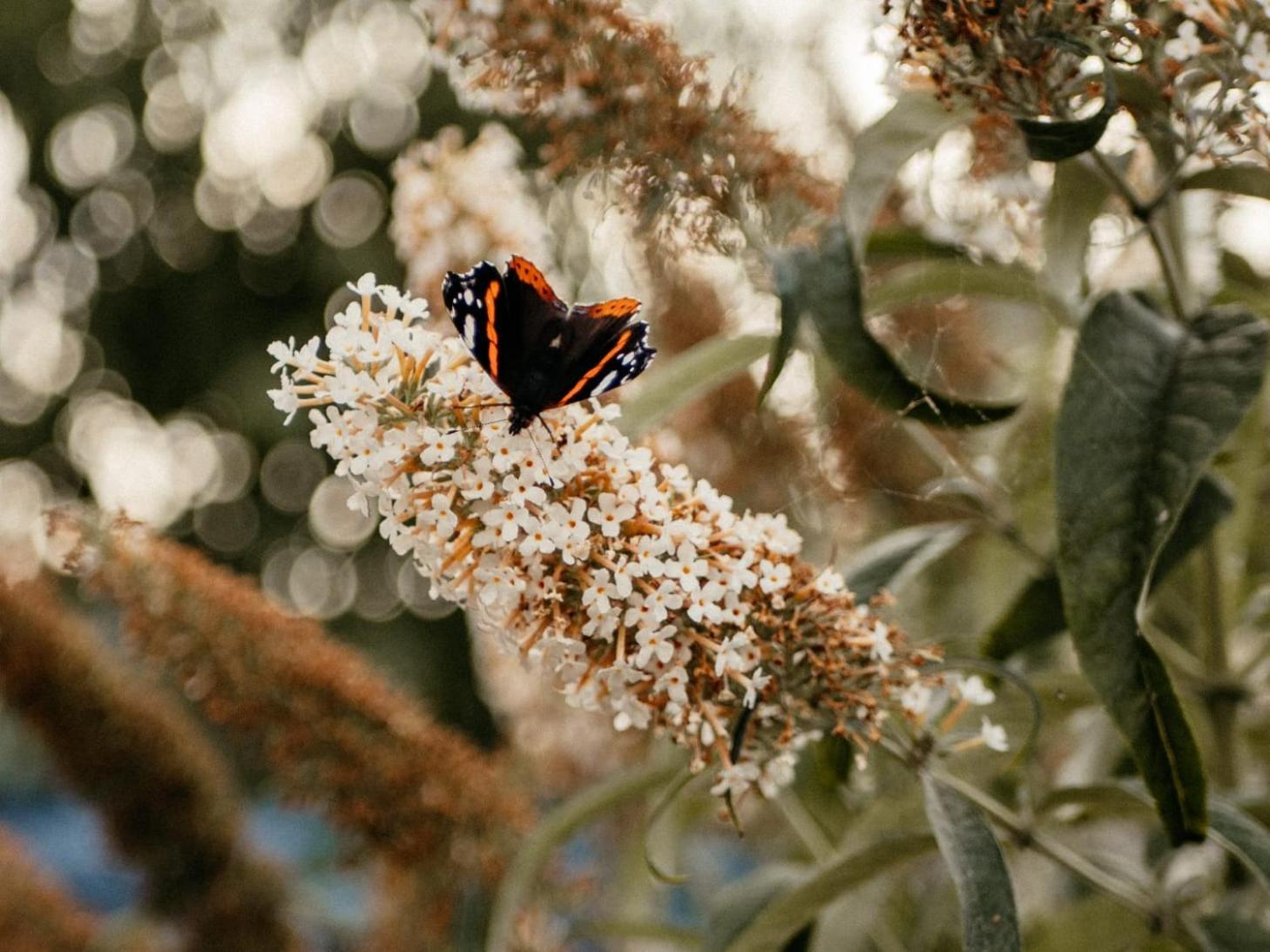 Purple Papillon Vila Heuvelland Exterior foto